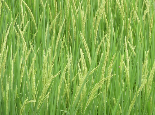 Rice close-up, nearly ripe.